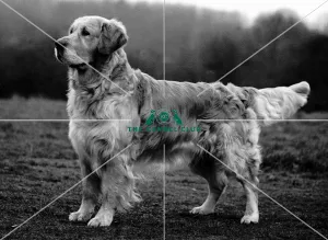 Retriever- Golden