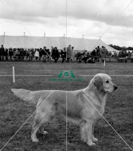 Retriever- Golden