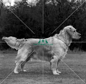 Retriever- Golden