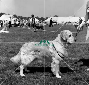 Retriever- Golden