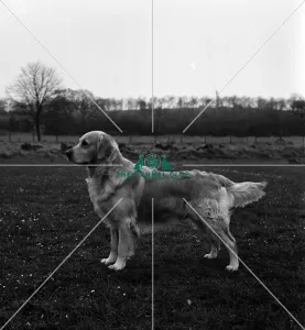 Retriever- Golden