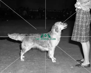 Retriever- Golden