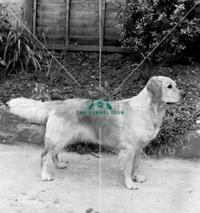 Retriever- Golden