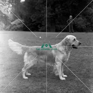 Retriever- Golden