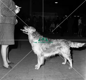 Retriever- Golden