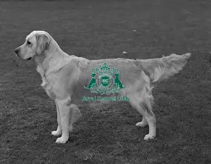 Black And White Image Prints: Retriever- Golden