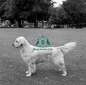 Black And White Image Prints: Retriever (Golden)