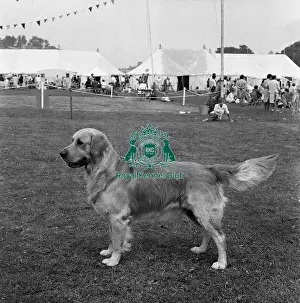 Black And White Image Prints: Retriever- Golden