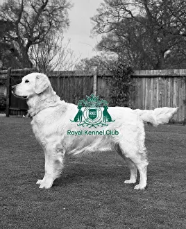 Black And White Image Prints: Retriever (Golden)
