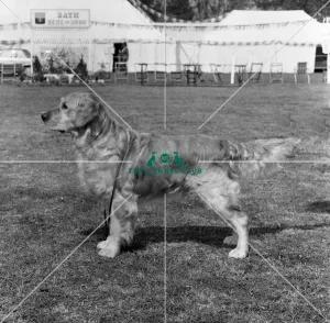 Retriever- Golden