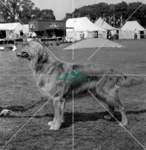 Retriever-Golden