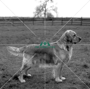 retriever-golden