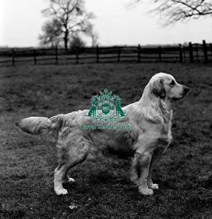 Black And White Image Prints: Retriever-Golden