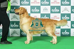 Retriever (Golden) Best of Breed Crufts 2026