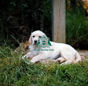 Gundog Group Prints: Retriever-Golden Puppy