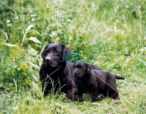 Retriever- Labrador