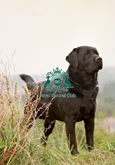 Gundog Group Prints: Retriever (Labrador)