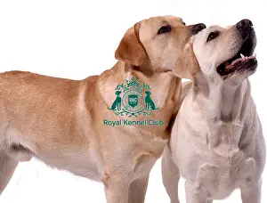 Gundog Group Prints: Retriever (Labrador)