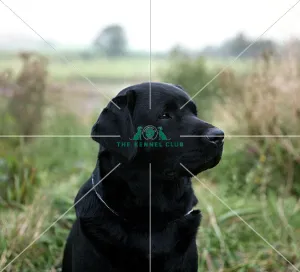 Retriever (Labrador)