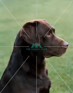 Retriever (Labrador)
