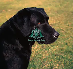 Gundog Group Prints: Retriever (Labrador)