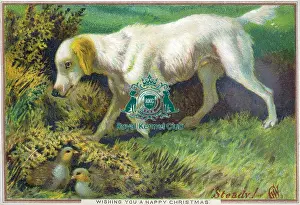 Retriever (Labrador)