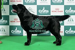 Sunday Prints: Retriever (Labrador) Best of Breed Crufts 2026