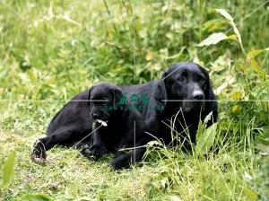 Retriever (Labrador) and puppy