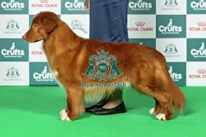 Sunday Prints: Retriever (Nova Scotia Duck Tolling) Best of Breed Crufts 2026