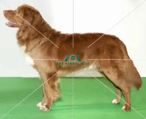 Retriever (Nova Scotia Dug Tolling)