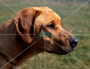 Rhodesian Ridgeback