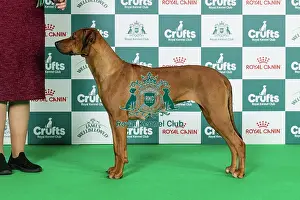 Hound Group Prints: Rhodesian Ridgeback Best of Breed Crufts 2026