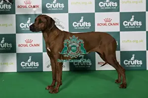 Crufts 2025 Best Of Breed Prints: Rhodesian Ridgeback BOB