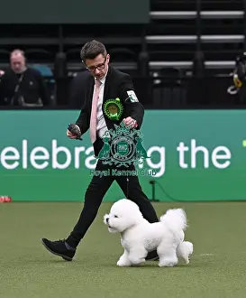 Bichon Frise Prints: Rich Smith from Kettering with Ronnie