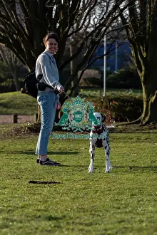 Crufts 2025 BeatMedia Prints: Riley, a Dalmatan, arriving today (Thursday 06/03/25)