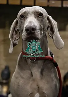 Weimaraner Prints: Rita, a Weimaraner who was competing today (Saturday 08/03/25)