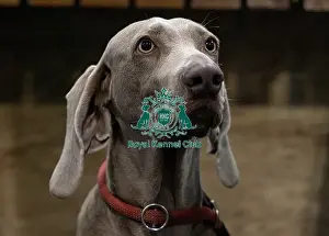 Weimaraner Prints: Rita, a Weimaraner who was competing today (Saturday 08/03/25)