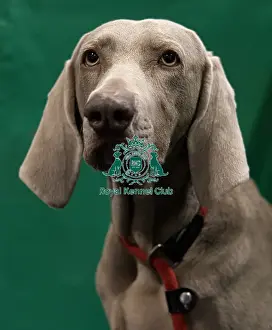 Weimaraner Prints: Rita, a Weimaraner who was competing today (Saturday 08/03/25)