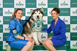 Alaskan Malamute Prints: Rochelle and Jessica Smith from Taunton with Zane