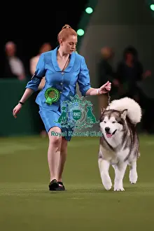 Rochelle and Jessica Smith from Taunton with Zane, an Alaskan Malamute, which was the Best of Breed winner today (Friday 10. 03. 23), the second day of Crufts 2023, at the NEC Birmingham