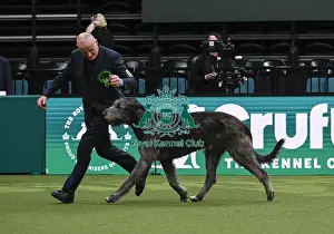 Irish Wolfhound Prints: Roger Tebbutt from Angelesey, with Tozie