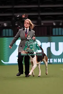 Rosemary Griffiths from Cheshire with Corister, a Foxhound, which was the Best in Group winner today (Saturday 11. 03. 23), the third day of Crufts 2023, at the NEC Birmingham