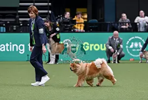 Chow Chow Prints: Rosemary Kurz from Germany with Ivy
