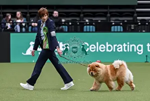 Chow Chow Prints: Rosemary Kurz from Germany with Ivy