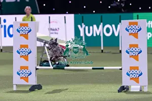 Medium Championship Agility Final Prints: Rosie Cavill with Boo, Competing in the Medium Championship Agility Final