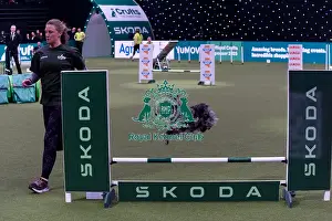 Medium Championship Agility Final Prints: Rosie Cavill with Boo, Competing in the Medium Championship Agility Final