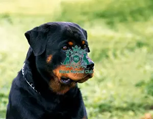 Head Prints: Rottweiler