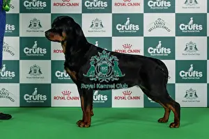 Thursday Prints: Rottweiler Best of Breed Crufts 2026