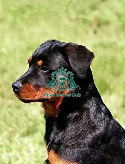 Prints of Rottweiler Puppy Diane Pearce Prints: Rottweiler Puppy