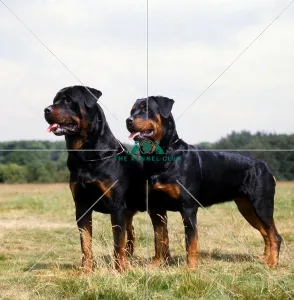 Rottweilers